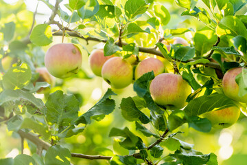 Wall Mural - Ripening apples on apple tree branch on warm summer day. Harvesting ripe fruits in an apple orchard. Growing own fruits and vegetables in a homestead.