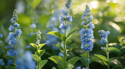 Wall Mural - Speedwell flowers in spring