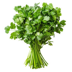 A bunch of fresh green cilantro, ready for cooking.  The stems are tied together and the leaves are lush and vibrant.