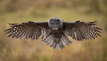 Poster - Great grey owl hunting in the Rocky Mountains