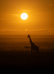 Wall Mural - giraffe on safari in africa