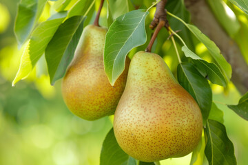 there are two pears hanging from a tree branch with leaves