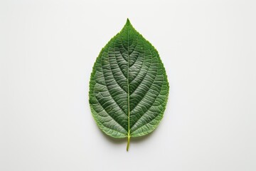 Green leaf with distinct veins isolated on white background