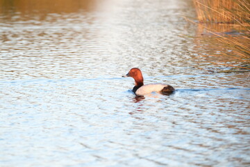 duck in the water