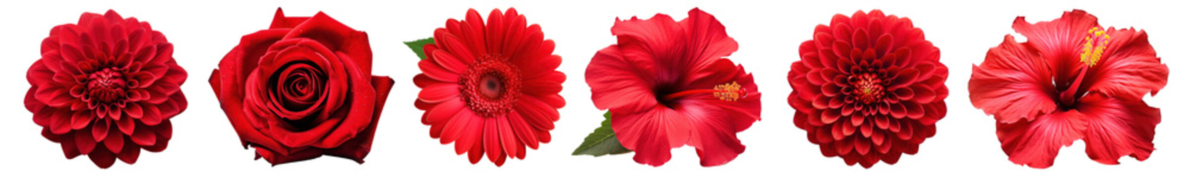 PNG Red flower  cut out element set