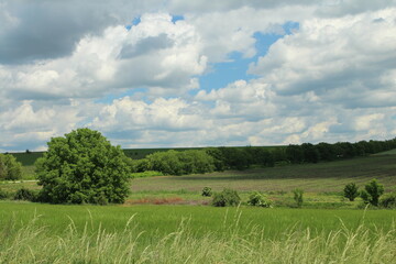 Wall Mural - A grassy field with trees in the background