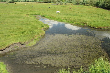 Wall Mural - A stream of water with a grassy field and sheep in the background