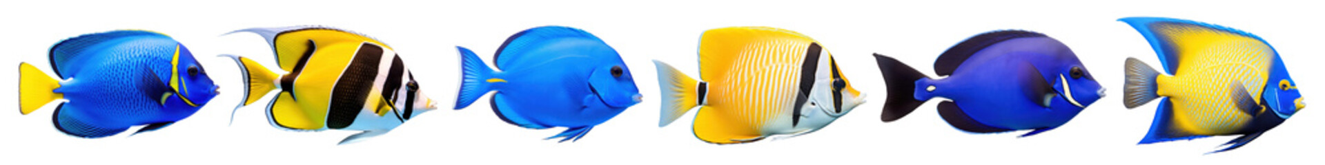 Fish animal png cut out element set