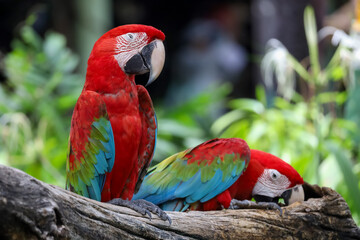 Wall Mural - Close up head the red macaw parrot bird in garden