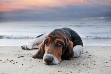 Sticker - basset hound on the beach