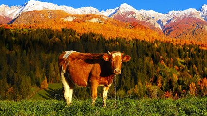 Canvas Print - standing cow against the backdrop of a beautiful forest and mountains as a symbol of ecology and purity of the surrounding world