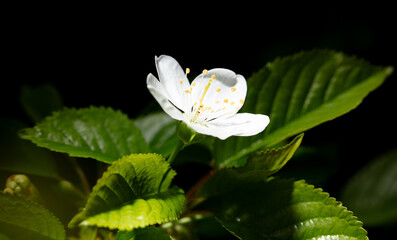 Poster - White cherry flowers isolated on black background. Close-up