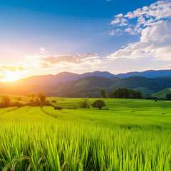 Rice field and blue sky