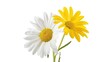 © 69 - A romantic image of two intertwined daisies, one white and one yellow, against a plain white backdrop