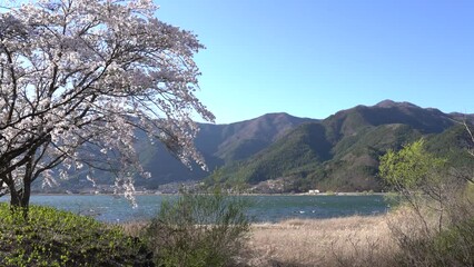 Sticker - Lake Kawaguchi with cherry blossoms in Yamanashi, Japan