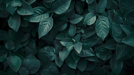 some leaves in dark background