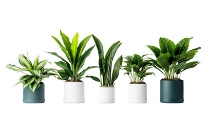 Poster -  photo of a shopping mall potted plant arrangement, isolated on a white background.