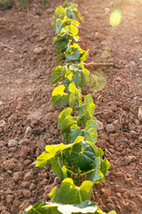 A close-up view of a row of young bean plants growing in rich, cultivated soil. The plants are bathed in warm sunlight, showcasing their vibrant green leaves and the promise of a healthy harvest.