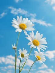 Poster - daisies in a field