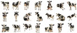 © Sunny_nsk - Set of black and white spotted cows in various poses isolated on white or transparent background, png clipart, design element. Easy to place object on any other background.
