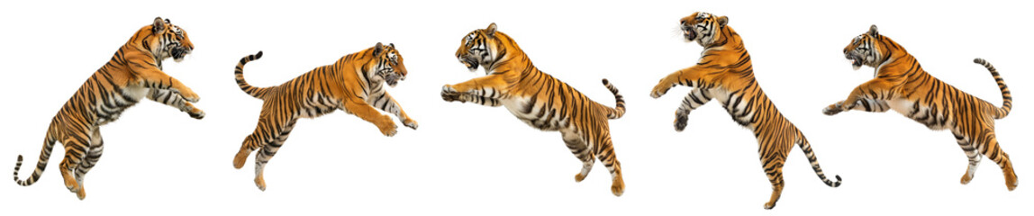 Wall Mural - Set of a tigers leaping into the air isolated on white or transparent background, png clipart, design element. Easy to place on any other background.