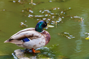 Wall Mural - Male and female ducks swim in the water on a pond in the setting sun.