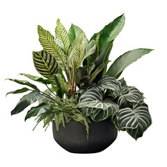 Sticker - House plants in black pot Isolated on transparent background, png, cut out.