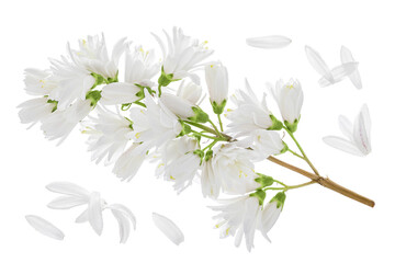 Wall Mural - deutzia flowers isolated on a white background