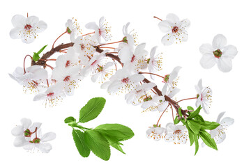 Wall Mural - cherry flowers isolated on white background. Top view. Flat lay