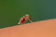 © nataba - dangerous nasty insect mosquito drinks blood painfully attached to human skin in the spring garden