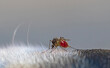 © nataba - dangerous nasty insect mosquito drinks blood painfully sucking on the woolen nose of a dog in the spring garden