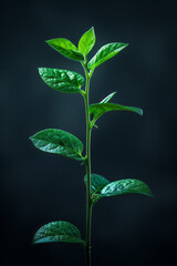 Leinwandbilder - An animation of a plant growing and producing more leaves and flowers, symbolizing business expansion and diversification,