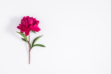 Wall Mural - beautiful pink peony on white background. valentine's day, mother's day, birthday. flat lay, top vie