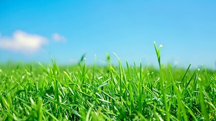 Poster - Detailed view of a vibrant green grass field under clear skies, A serene and tranquil field of grass under a clear blue sky