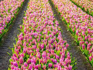 Wall Mural - Beautiful flower fields in the Netherlands in springtime