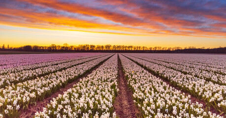 Wall Mural - Beautiful flower fields in the Netherlands in springtime