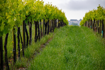 Summer on vineyards of Cognac white wine region, Charente, white ugni blanc grape uses for Cognac strong spirits distillation, France, Grand Champagne region