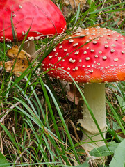 mushroom, red mushroom, fly agaric, poisonous mushroom