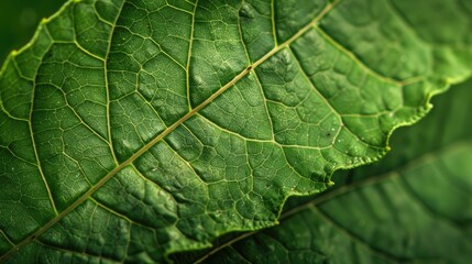 Poster - Leaf background up close