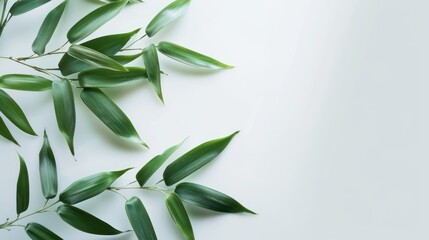 A leafy green plant with a white background