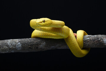 Wall Mural - Yellow white-lipped pit viper in black background