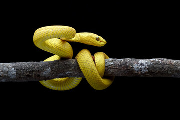 Wall Mural - Yellow white-lipped pit viper in black background