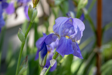 Wall Mural - Abstract macro view of a single blooming lavender color bearded iris flower in dappled sunlight and defocused background