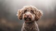 © Dekastro - barbet dog portrait wallpaper with good expression and blurred neutral background