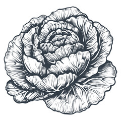 Sticker - Cabbage vegetable vintage woodcut drawing vector