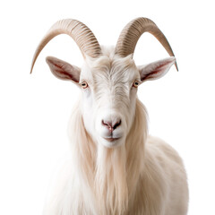 Wall Mural - Portrait of a white male goat front view, isolated on transparent background