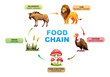 © YG Studio - Food chain ecosystem vector illustration
