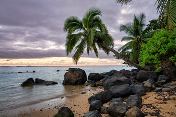 Wall Mural - beach with palm trees in Kauaii