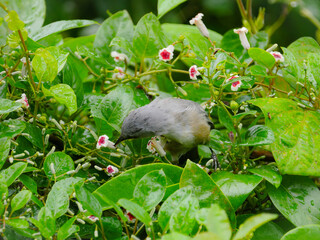 Wall Mural - Small gray bird pecking ants in natural environment 