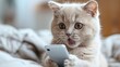 © Natalia S. - Very surprised cat looks at a smartphone and reads the latest news, promotions, discounts and sales